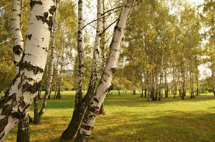 why dream of birch seedlings