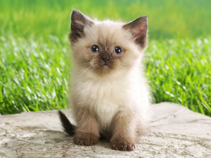 beautiful names for kittens