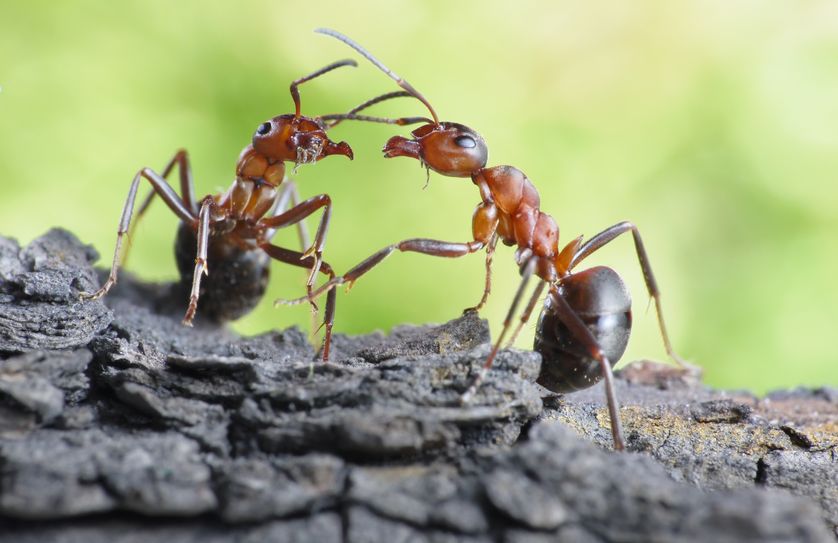 к чему снятся большие муравьи