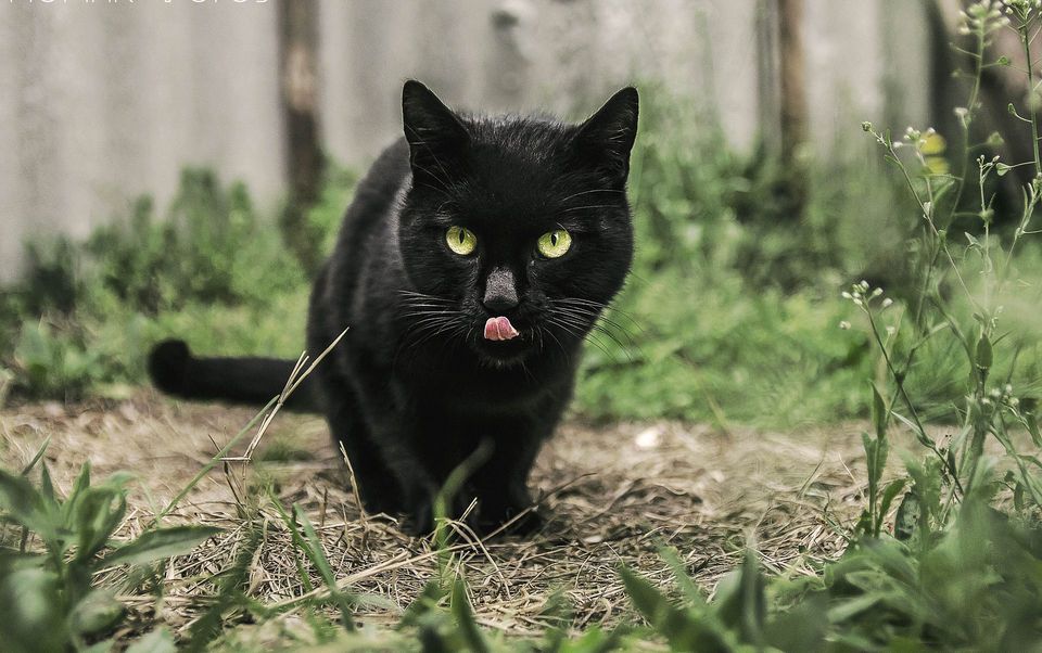 как назвать черную кошку