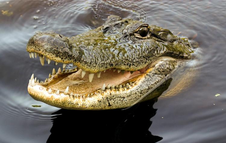 приснился крокодил в воде