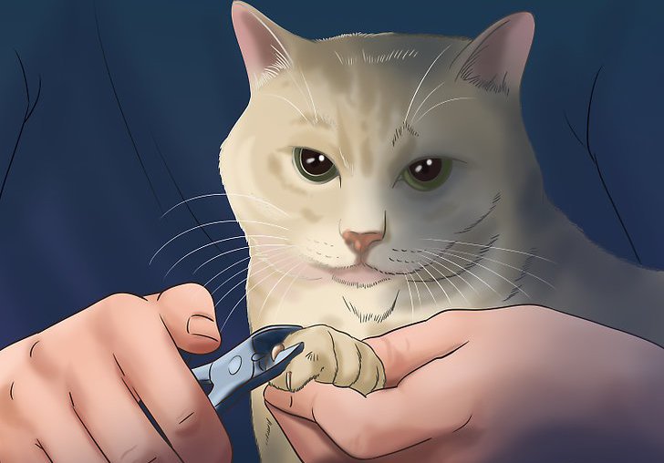 как подстричь когти кошке в домашних условиях