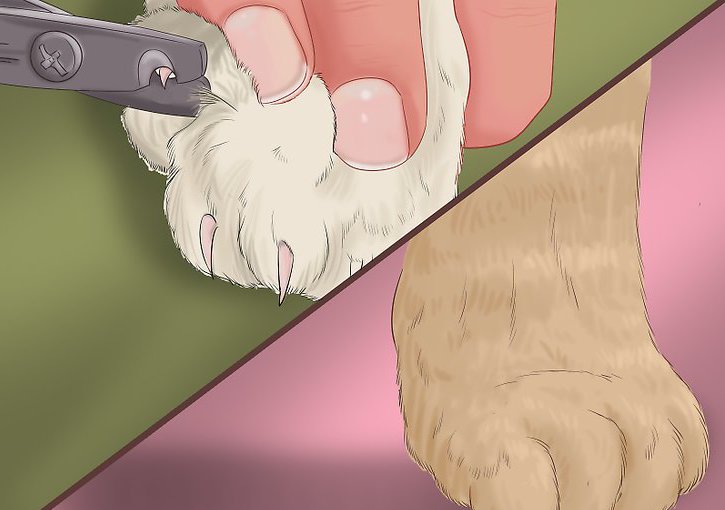как правильно подстричь когти кошке