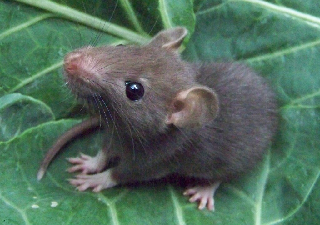 Как выглядит маленькая крыса фото