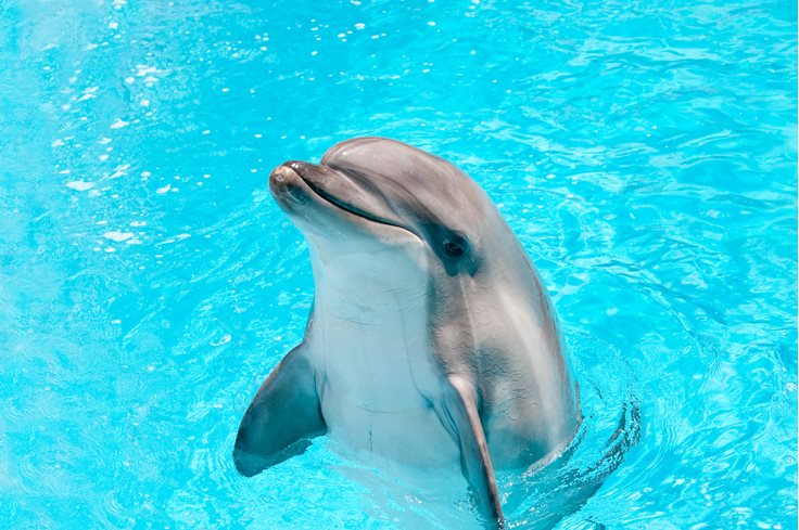 к чему снится дельфин