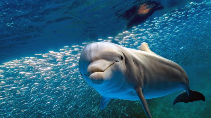 к чему снится дельфин в воде