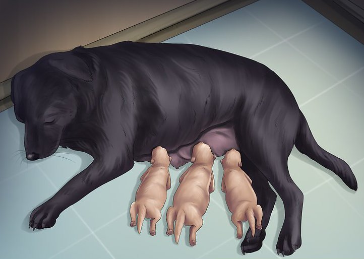 собака после родов