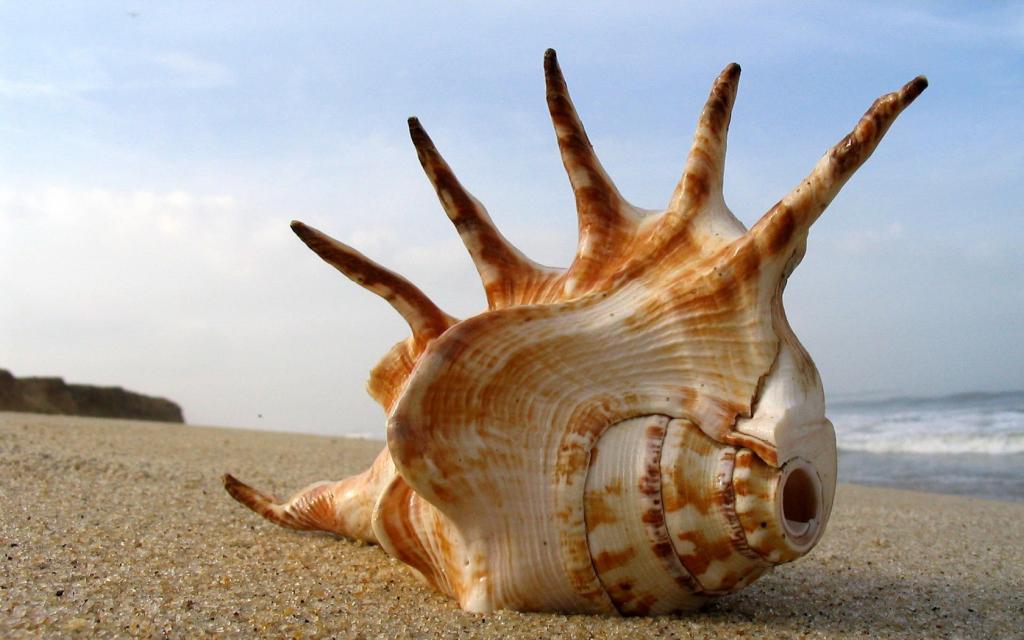 seashell