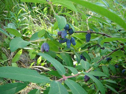 honeysuckle nymph variety description disadvantages