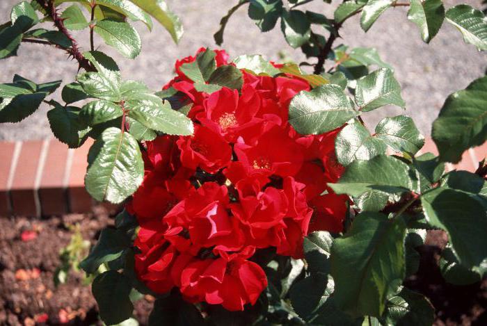 Парковая роза робуста фото и описание