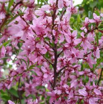 almond low is a tree or shrub