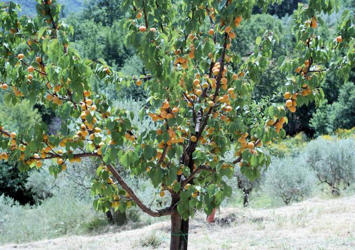 обрезка абрикосовых деревьев 