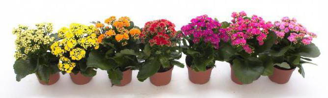 why the leaves of Kalanchoe turn yellow