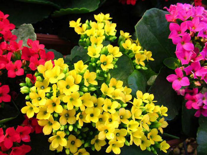 Kalanchoe leaves turn yellow and dry