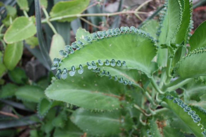 Kalanchoe turns yellow what to do