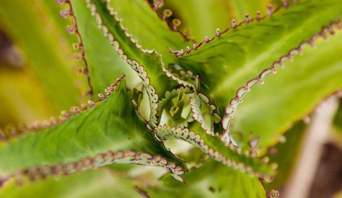 how to care for homemade Kalanchoe