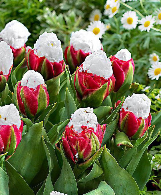 tulip bulbs ice cream