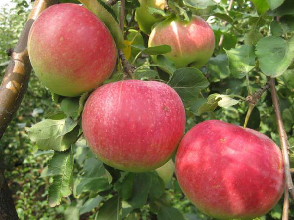 яблони сорта особенности выращивания 