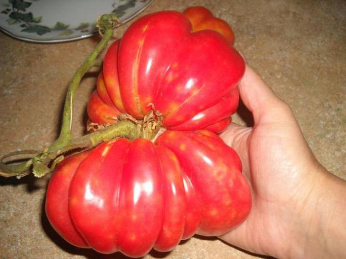 томат грибное лукошко описание 