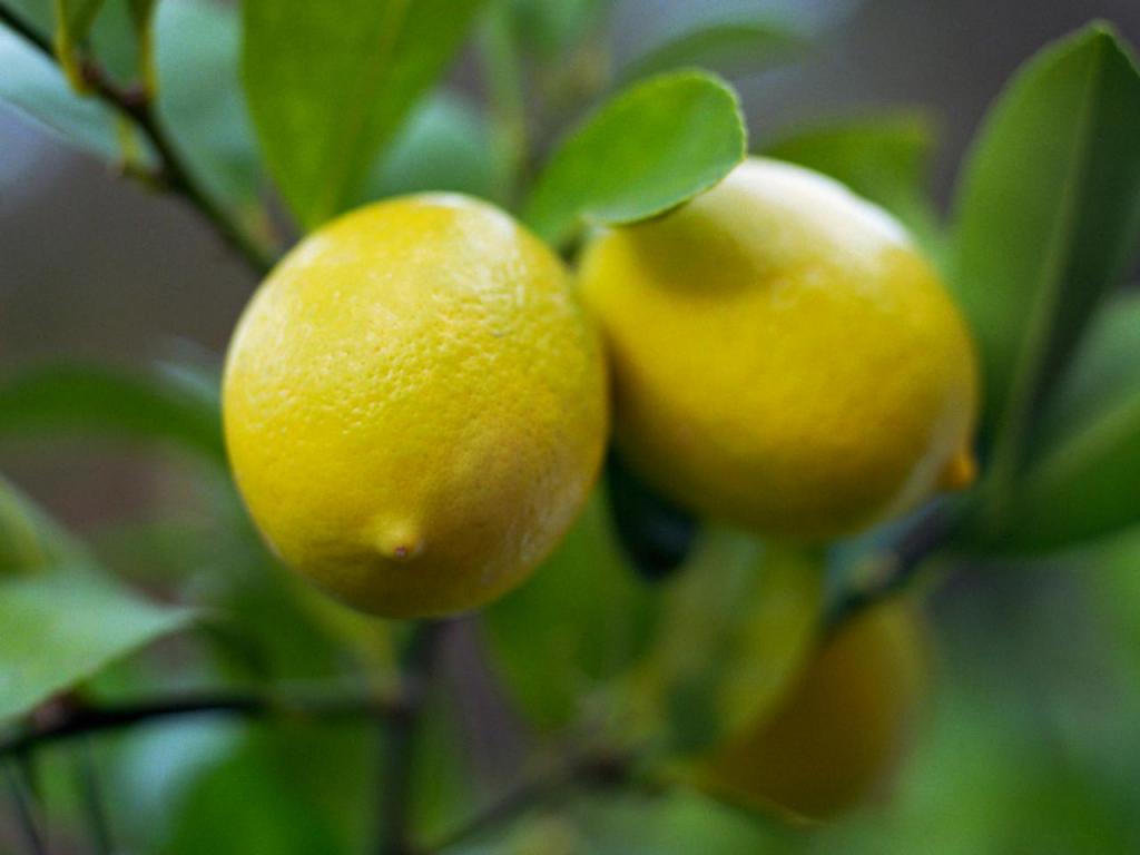 как поливать лимон