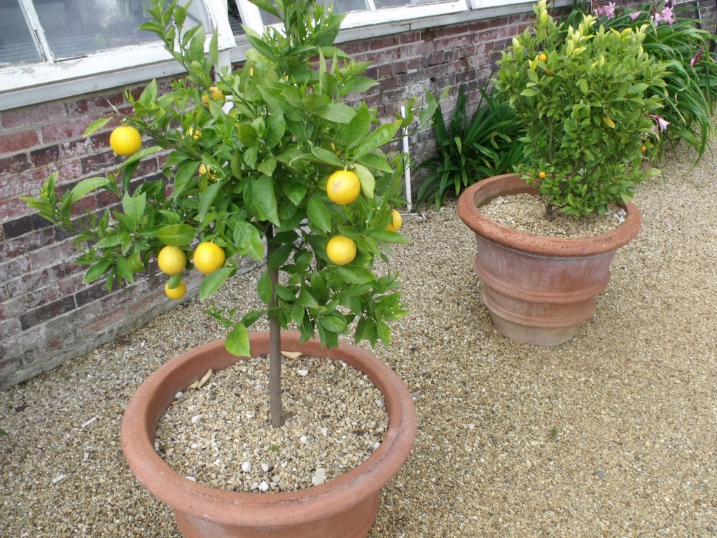 Как выглядит росток лимона из косточки в домашних условиях фото