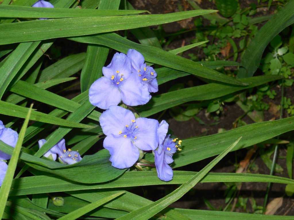 Традесканция садовая голубая фото