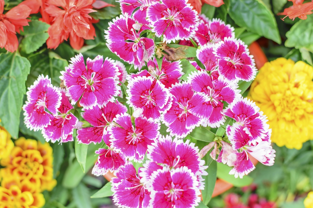 Гвоздика китайская условия выращивания. Гвоздика китайская. Dianthus chinensis гвоздика китайская. Гвоздика китайская махровая микс. Гвоздика китайская Рондо.