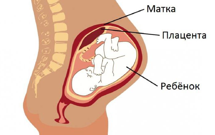 Плацента перед родами 8