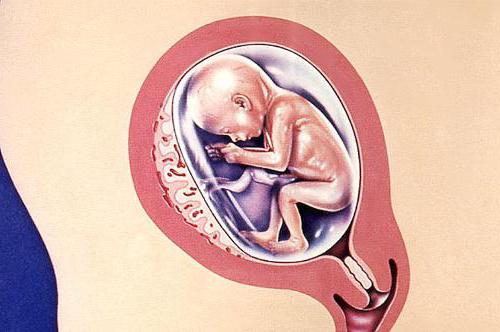 Плацента перед родами 12