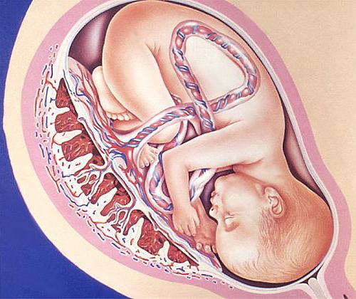 Плацента перед родами 13