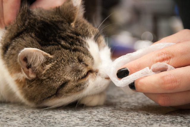 how to wash the eyes of a kitten