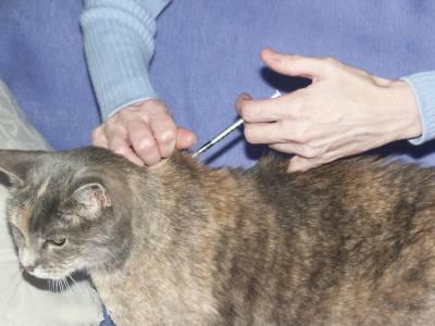 отодектин инструкция по применению для кошек передозировка