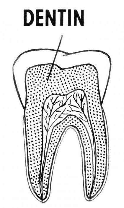 дентин это