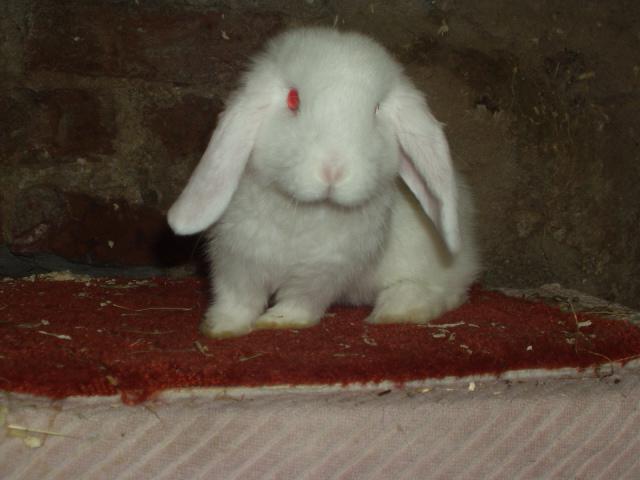 кролик альбинос