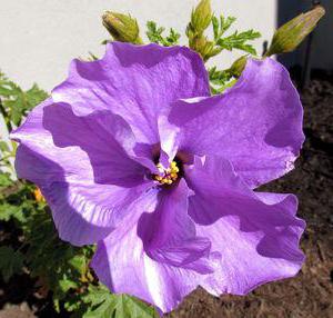 varieties of flowers and their names