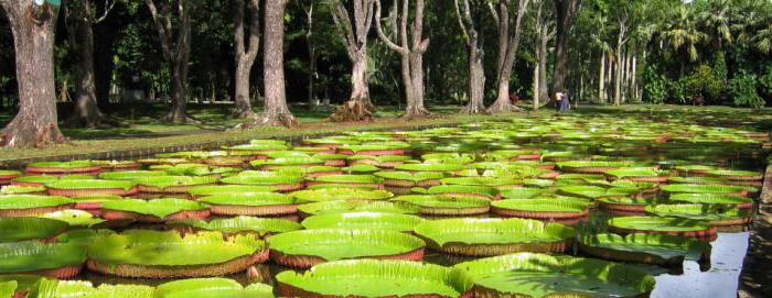 Pamplemus Botanical Garden