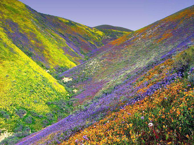 долина цветов национальный парк фото 