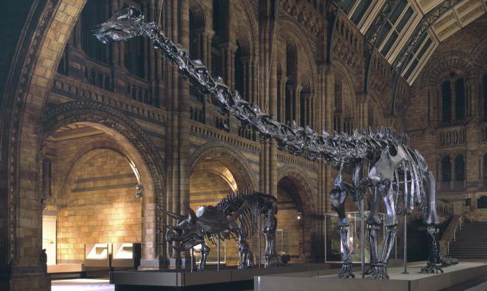 natural history museum london photo