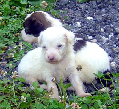 puppy chinese crested puff