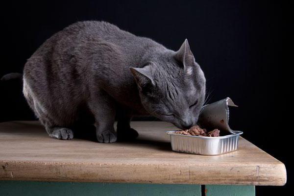 Сухой корм для кошек при почечной недостаточности thumbnail