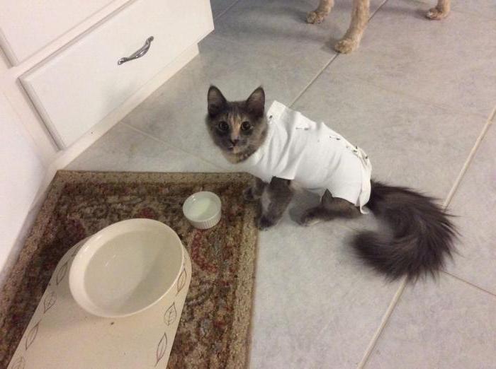 кошка после стерилизации восстановление 