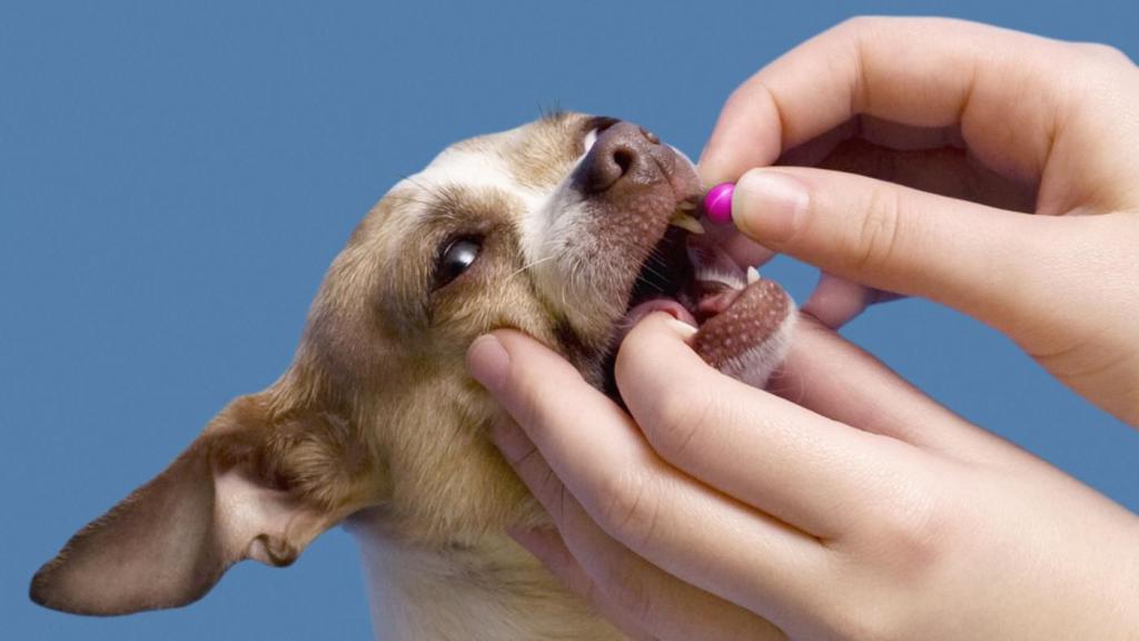 Антигельминтный препарат для собак
