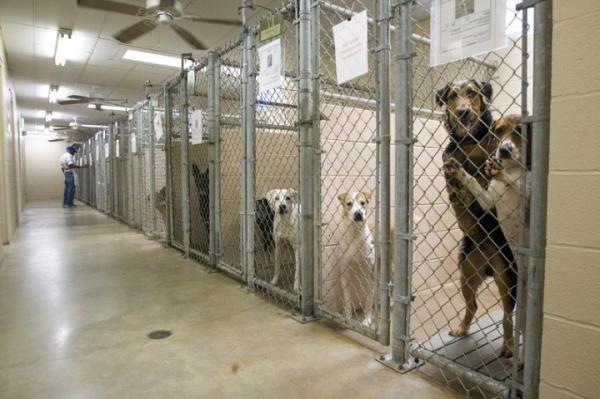 dog shelter in nizhny novgorod