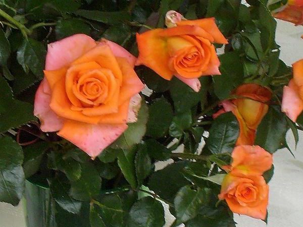 роза моника описание