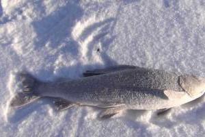 зимняя рыбалка на малых реках сибири
