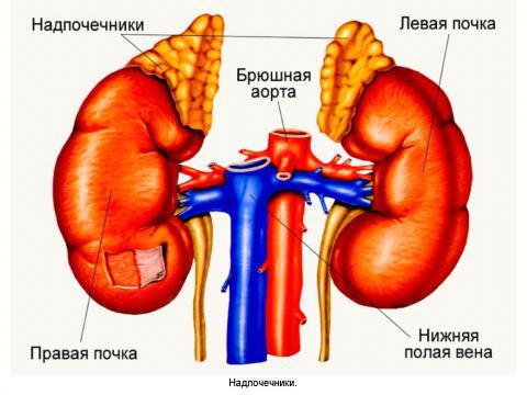 гиперплазия надпочечника что это такое