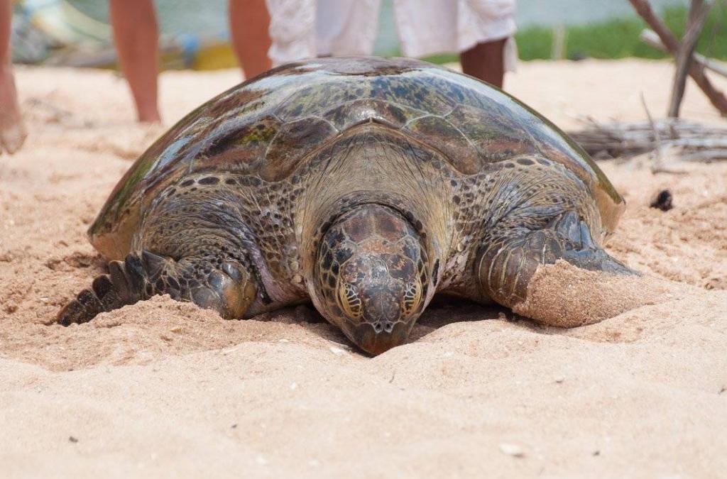 Tangalle turtles