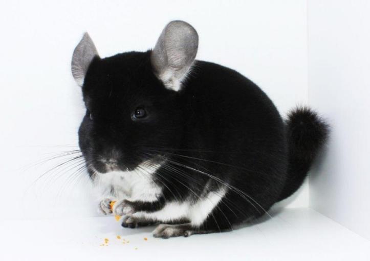 Female black chinchilla