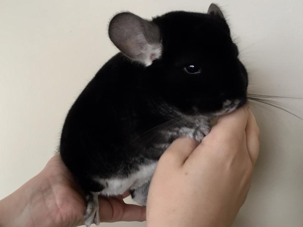 Black chinchilla puppy