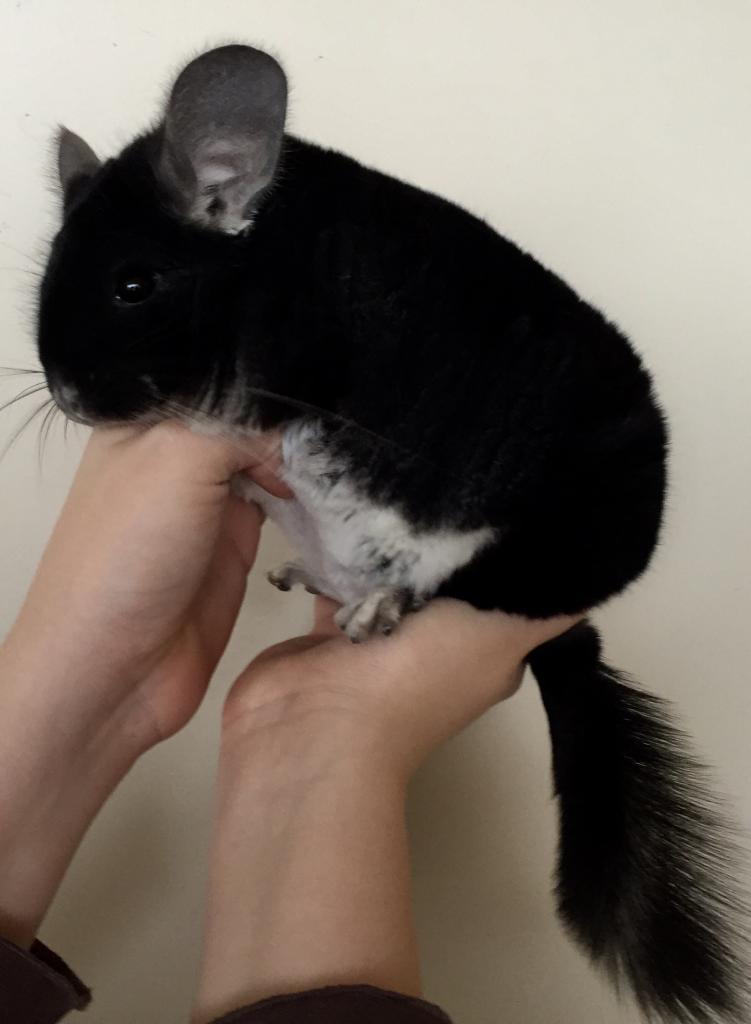 Manual Chinchilla